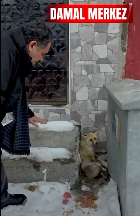 BAŞKAN DEMİR’DEN YARALI TİLKİ’YE ŞEFKAT ELİ